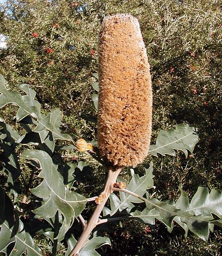 Banksia solandri